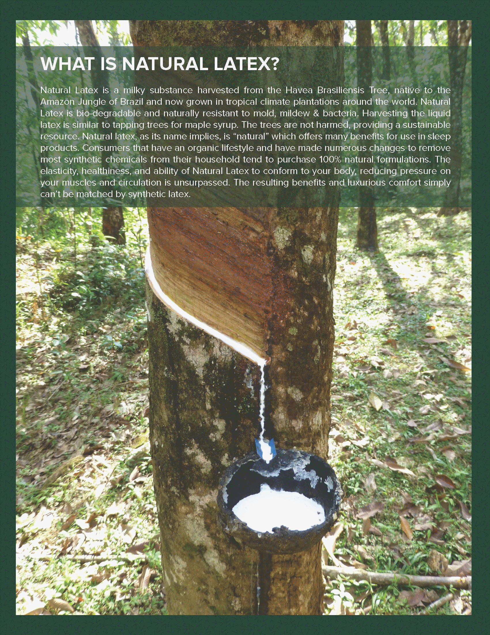 what is natural latex
